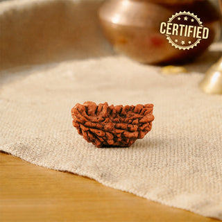 1 Mukhi Rudraksha