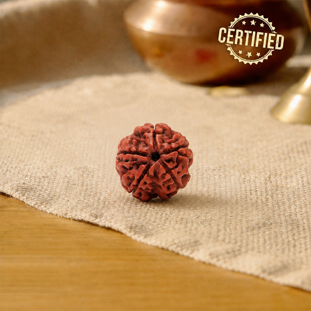 5 Mukhi Rudraksha