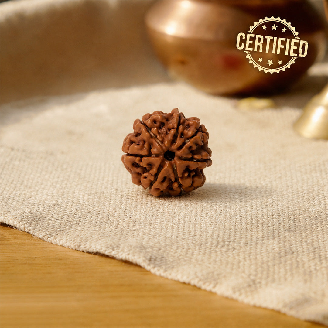 7 Mukhi Rudraksha