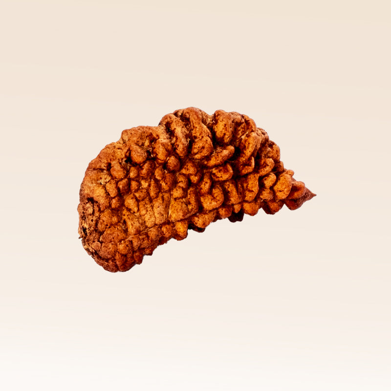 1 Mukhi Rudraksha