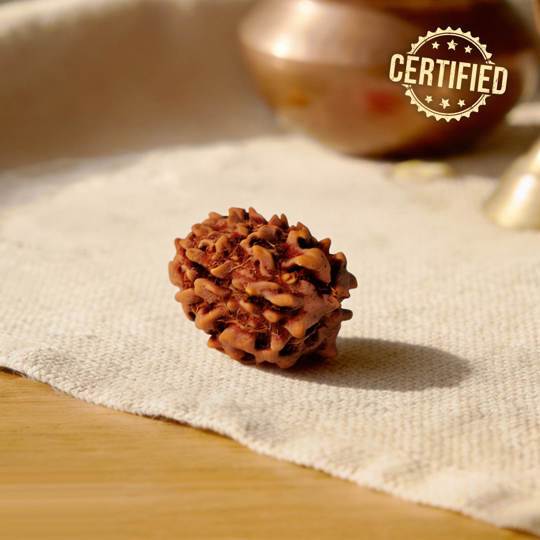 3 Mukhi Rudraksh Beads