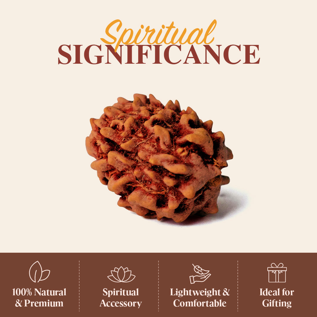 3 Mukhi Rudraksh Beads