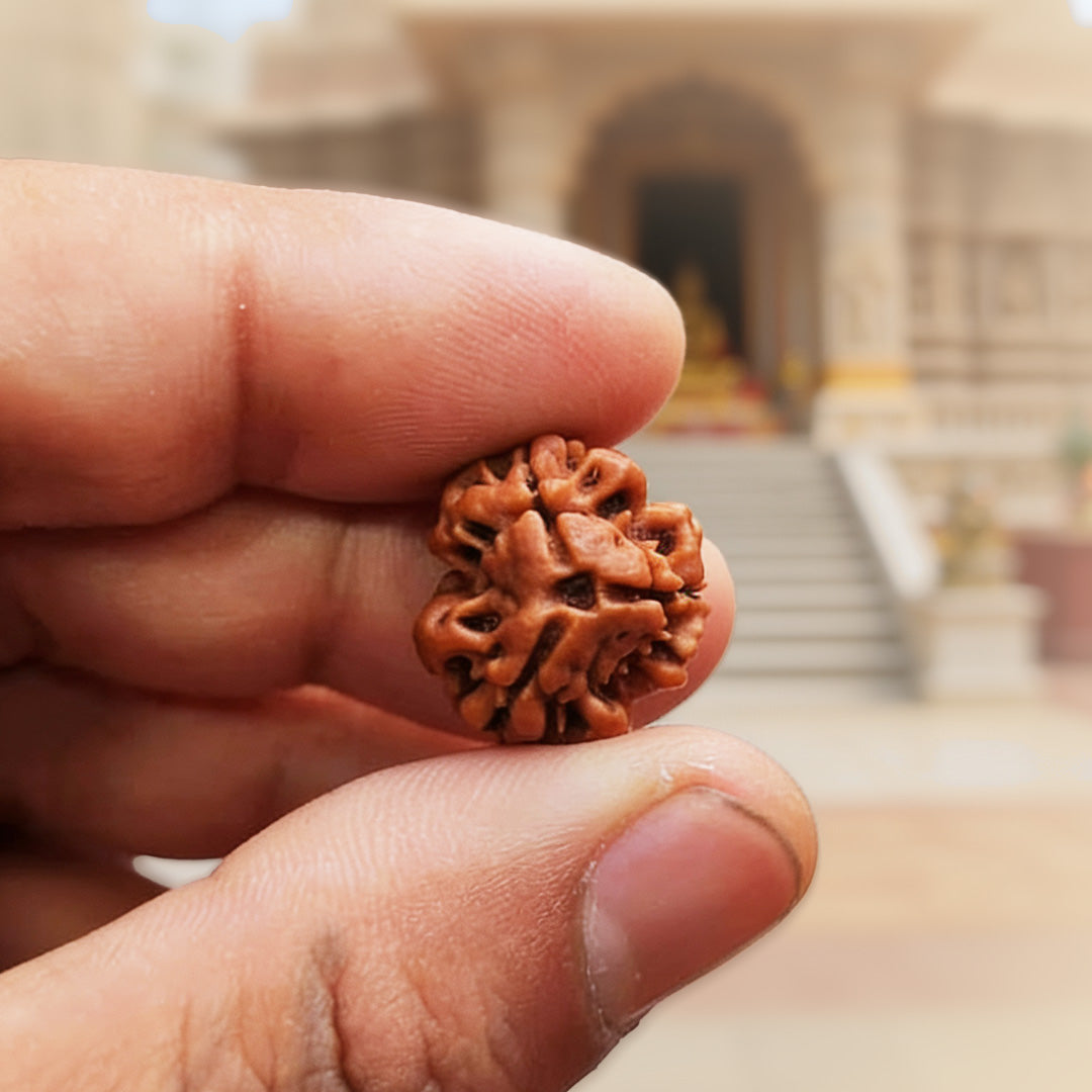 3 Mukhi Rudraksh Beads