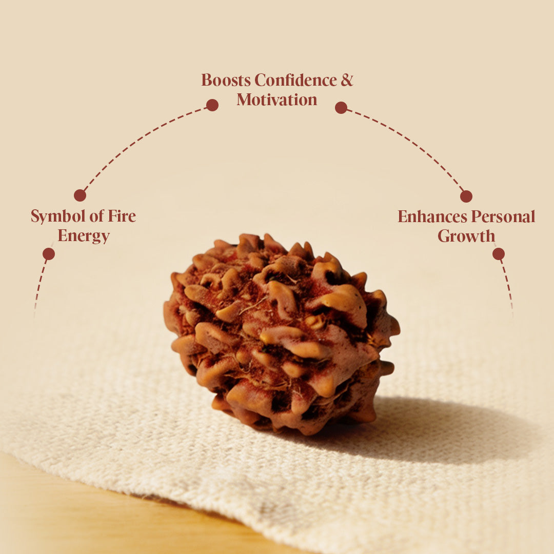 3 Mukhi Rudraksh Beads