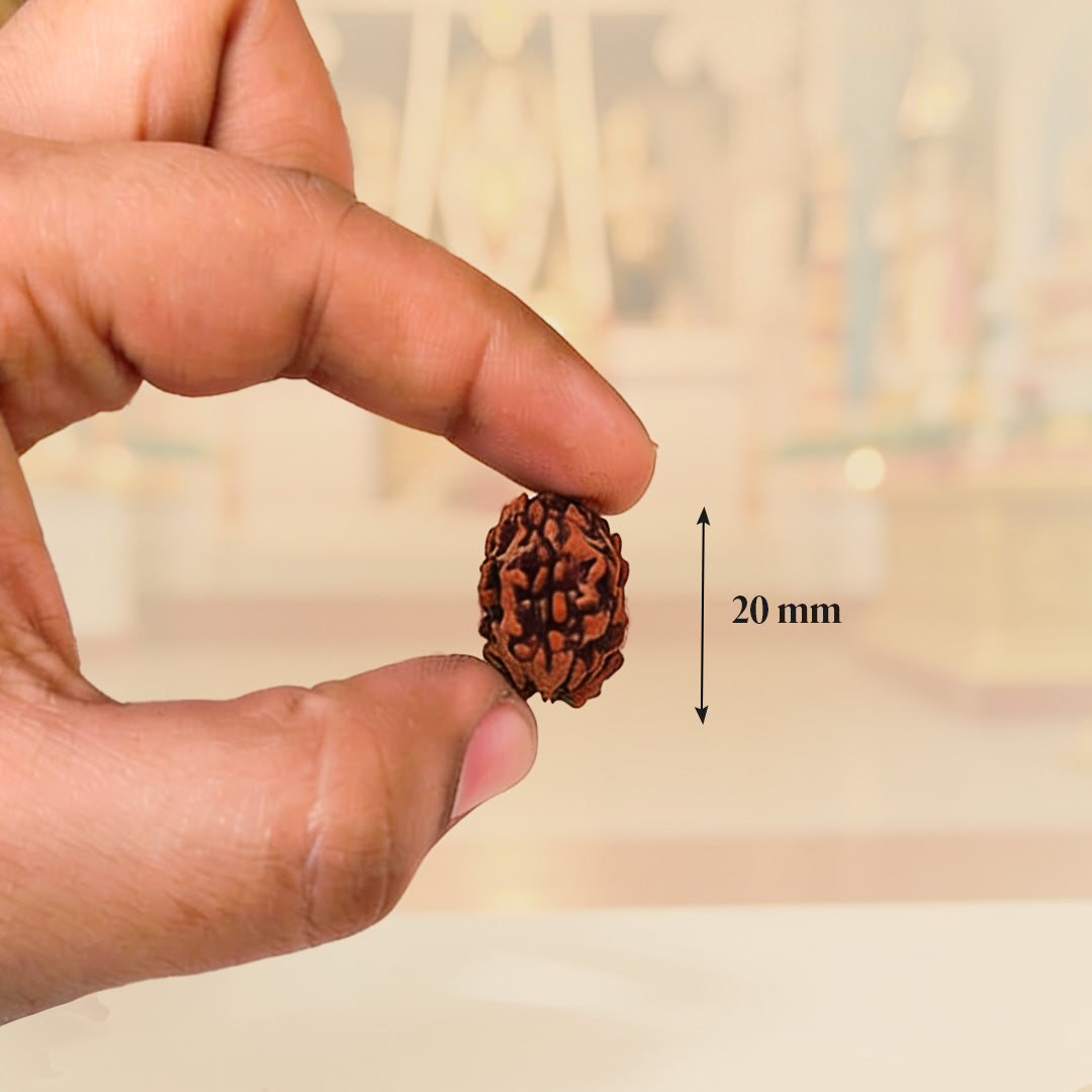 3 Mukhi Rudraksh Beads